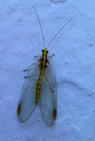 Chrysopidae